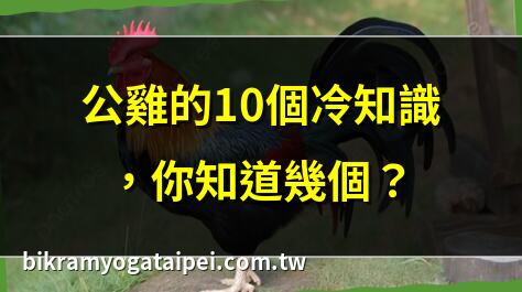 公雞的10個冷知識，你知道幾個？ | 公雞 vs 母雞：哪個更營養？ | 法國高盧雄雞的歷史秘密 | 公雞打鳴的科學解釋