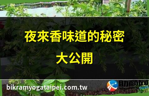 夜來香味道的秘密大公開 | 夜來香為何夜晚最香？ | 夜來香種植技巧全攻略 | 夜來香花期2025最新情報